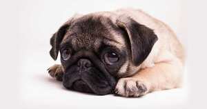 conoce las señales que indican que tu perro está deprimido