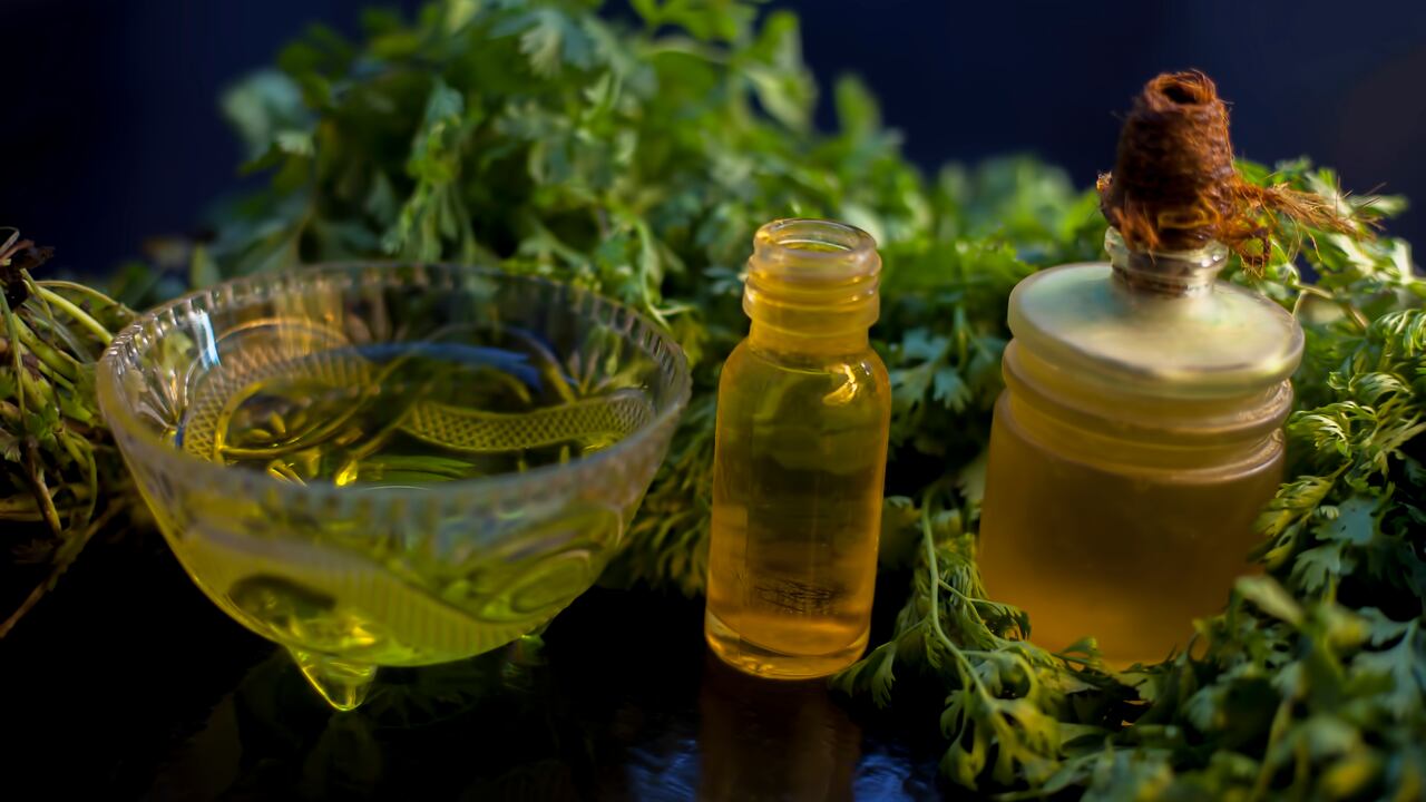 Close up shot of fresh cilantro leaves along with its tea, oil and essential oil in a different bottle on the black glossy surface. Horizontal shot.