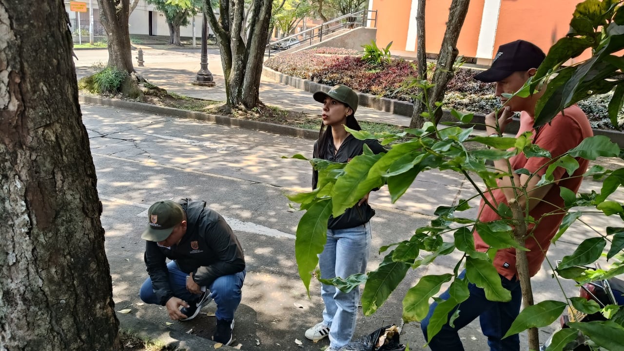 La autoridad ambiental de Cali aplica tratamientos fitosanitarios específicos a un total de 11 individuos, para erradicar enfermedades y plagas que comprometen su vida.