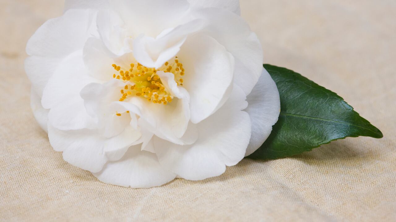 camelias