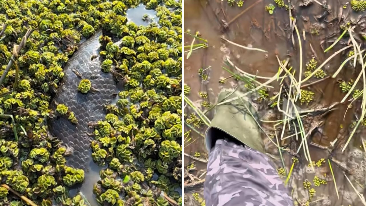 El impresionante animal quedó registrado en un video.