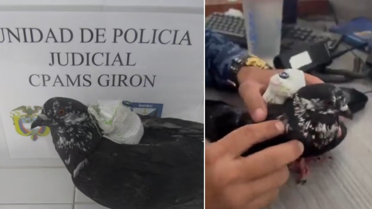 Paloma era usada para llevar cargadores y tarjetas SIM al interior de una cárcel en Santander