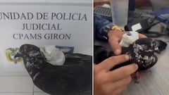 Paloma era usada para llevar cargadores y tarjetas SIM al interior de una cárcel en Santander