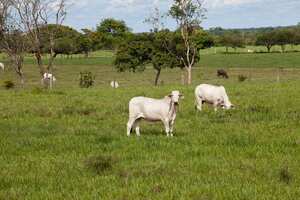 Fotografo: Juan Pablo Gómez.
Publicaciones Semana.
Ubicación:
Departamento: Casanare.
Municipio: Yopal
En la foto: Ganado
LA NUEVA COLOMBIA ORINOQUIA AMAZONIA