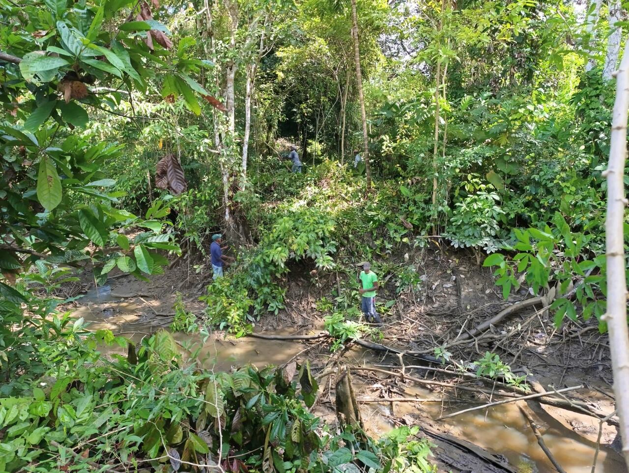 Esta fruta es considerada exótica, entre otras, porque solo se produce dos veces en el año, por lo que debe lograrse una cosecha y una extracción adecuadas, que permitan albergar una reserva para la producción del resto del año.
