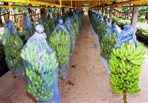 Cultivos de banano