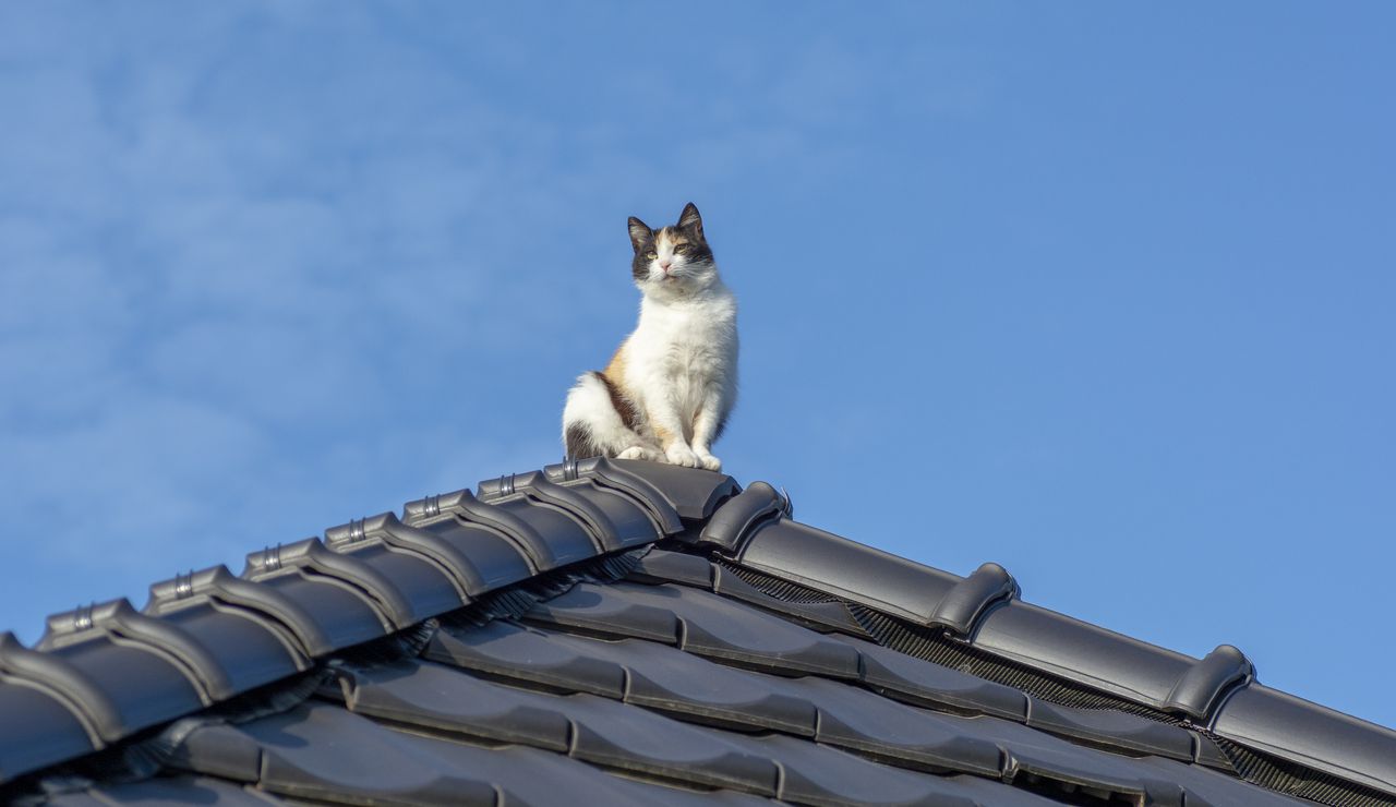 Los gatos pueden causar molestias en los tejados.