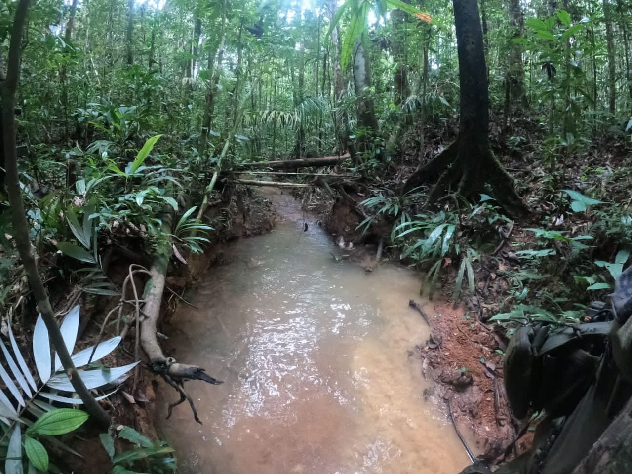 Área donde se encontró una huella en el bosque en una zona rural del municipio de Solano, departamento de Caquetá, Colombia.