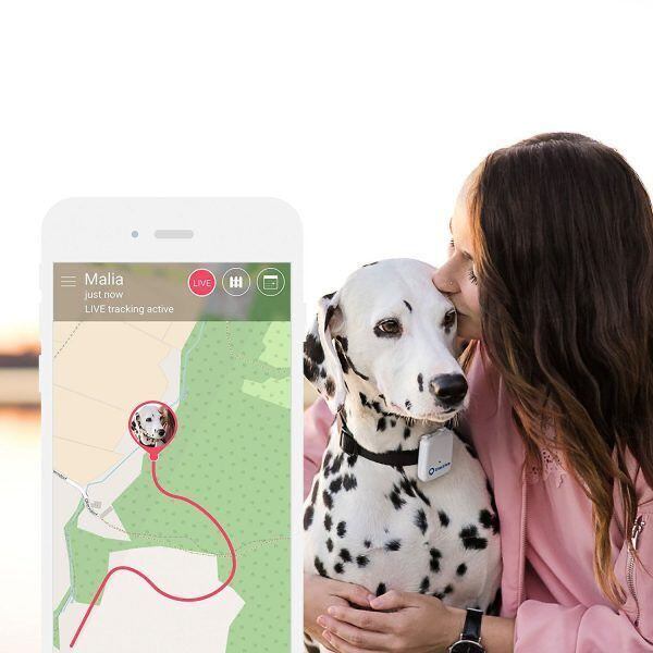 El GPS para mascotas se ubica en el collar, no es molesto para ellos.

Foto: Pinterest