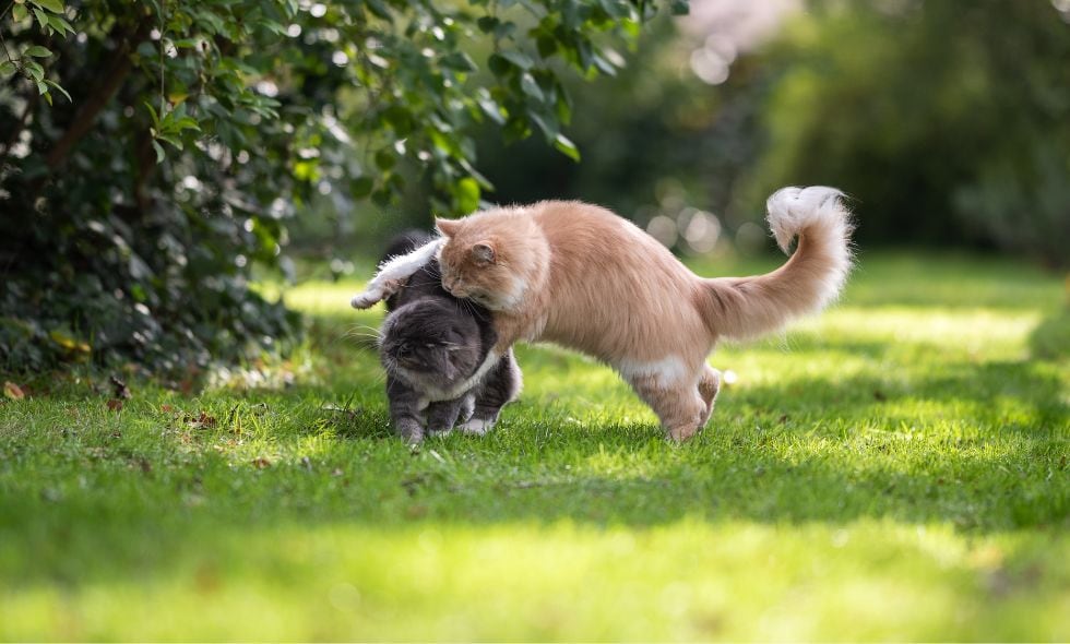El ejercicio, el enriquecimiento ambiental y el seguimiento veterinario regular son estrategias fundamentales para fomentar la pérdida de peso en los gatos con sobrepeso.