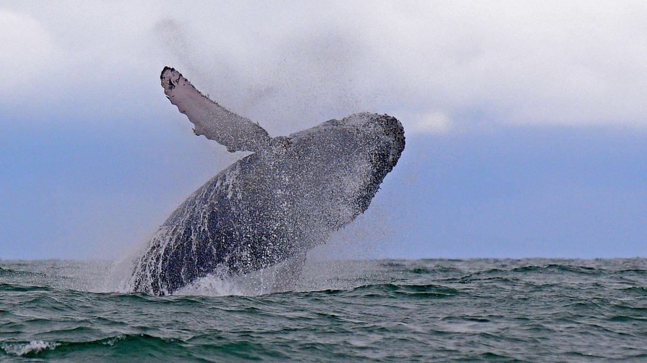 La temporada de avistamiento de ballenas jalona el turismo en Buenaventura en esta época. Foto: Jorge Orozco / El País