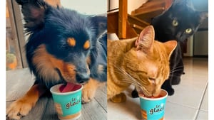 Le Glacé distribuye helados y snacks para perros y gatos de distintos sabores por todo el país.