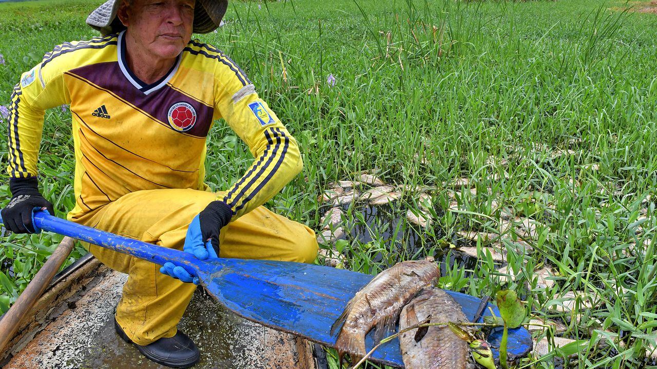 Alerta en Yotoco: Muerte masiva de peces en la Laguna de Sonso Un desolador panorama ha impactado a los habitantes de Yotoco, donde recientemente se ha reportado la muerte de miles de peces en la Laguna de Sonso.