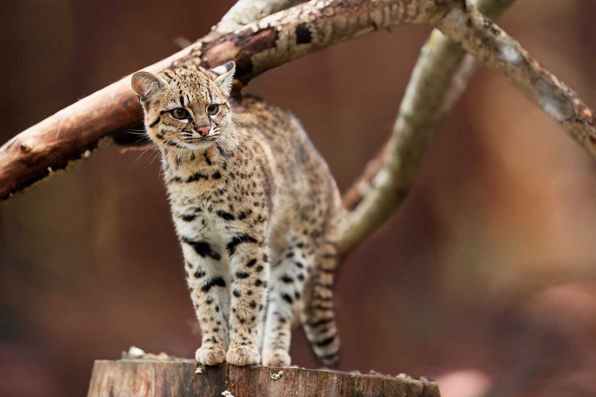 El Leopardus narinensis o Gato de Nariño fue encontrada por investigadores colombianos.