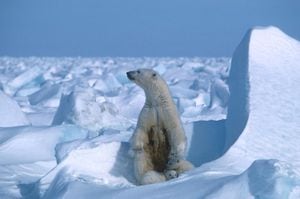 Oso polar en Alaska.