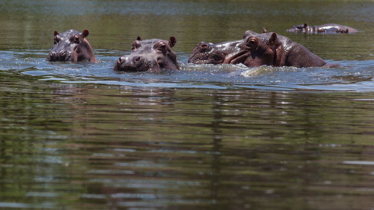 Hacienda Nápoles Hipopótamos
