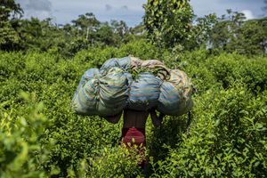 Un cosechador lleva hojas de coca en la espalda en una plantación de coca. Ha puesto medio día para esto.