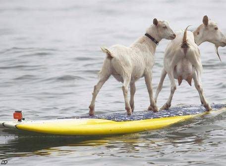 Las imágenes de las cabras sobre una tabla de Surf ha llamado la atención en varias partes del mundo. "Qué ternura", señalan algunas voces.