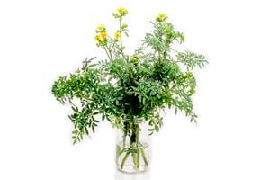 El florecimiento de la ruda puede llevar a recoger malas energías, lo que genera que la planta se seque, según las creencias populares.