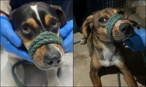 Mamás de los 15 cachorros rescatados en incendios, fueron encontradas con vida