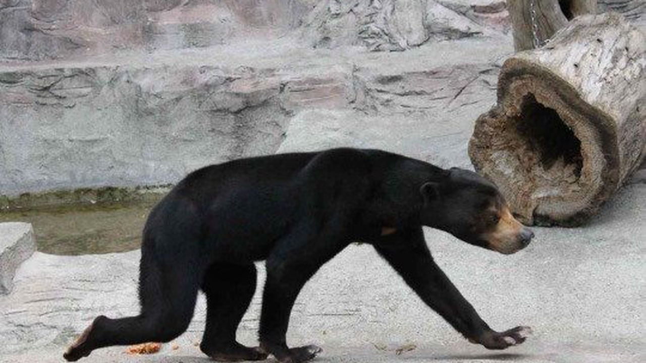 En redes sociales se han viralizados las imágenes donde los osos de un zoológico parecen humanos disfrazados.