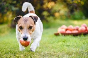 Las manzanas son una de las frutas que no le generan complicaciones al organismo de los perros.