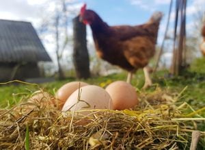 En la búsqueda del origen: ChatGPT revela quién surgió primero, ¿el huevo o la gallina?