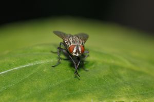 Más allá de la simple locomoción, las moscas utilizan sus patas de manera única.