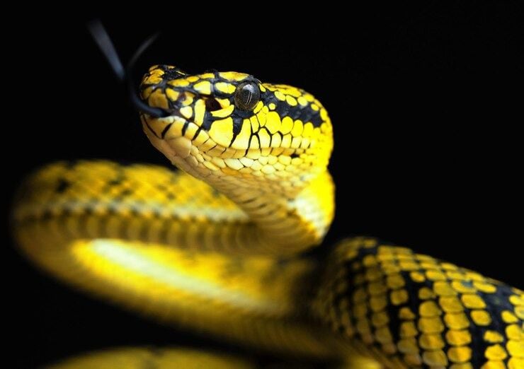 Anaconda Amarilla  (Eunectes Notaeus), una serpiente acuática que habita en los ríos y pantanos del Amazonas.