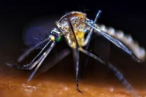 La picadura del Aedes Aegypti puede transmitir enfermedades como el dengue, zika o chikungunya, por eso se deben evitar los criaderos en casa o jardín.