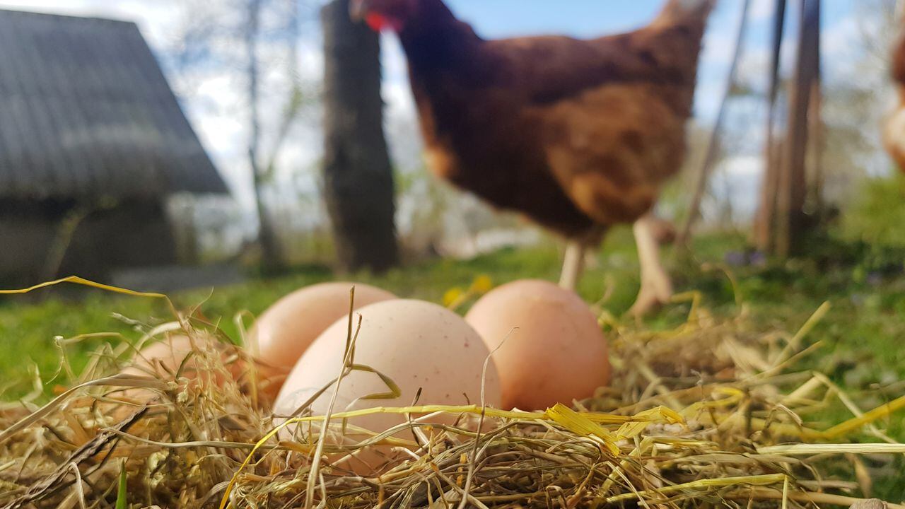 El dilema ancestral resuelto: ChatGPT nos ofrece una respuesta sobre la gallina y el huevo.
