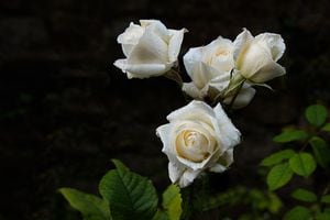 Las rosas blancas ayudan a generar armonía en el hogar.