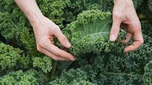 El col Kale contiene elevados valores en vitaminas y un alto contenido en minerales esenciales para el organismo.