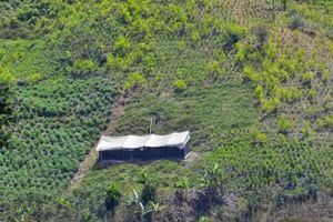Esta imagen es muy característica en las montañas de Corinto, Cauca. Las hojas de color verde encendido son matas de coca que comparten este terreno con cultivos de marihuana, como los de la parte baja del lado izquierdo. La caseta que se ve es un invernadero para la ‘cannabis’.