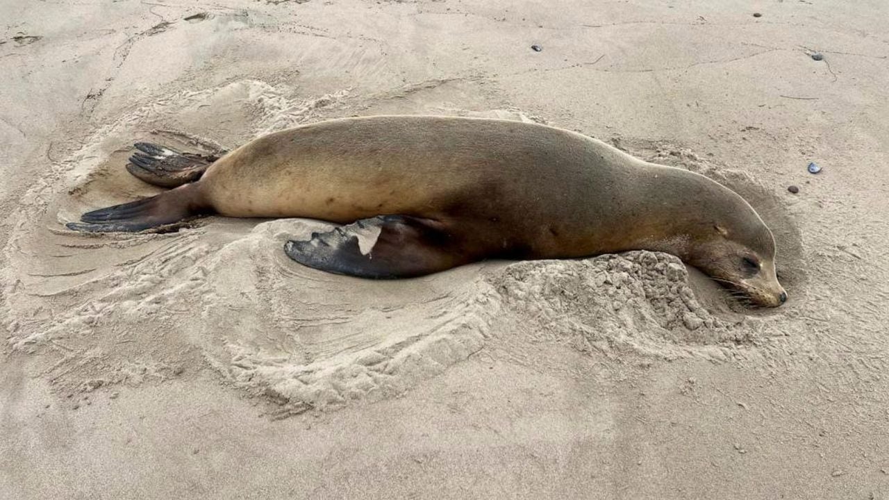 Son más de 100 leones marinos de las playas de Los Ángeles, California, los que han muerto.