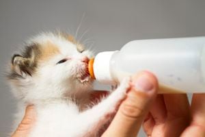 gato bebe comiendo