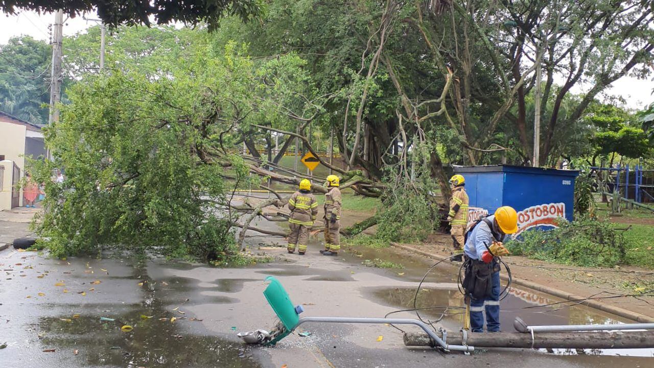 Las lluvias en el sur de Cali provocaron cuatro caídas de árboles como esta del barrio Alférez real.