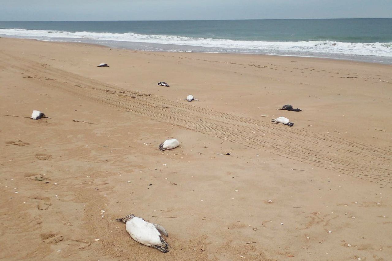 Pingüinos muertos yacen en la playa de La Juanita, departamento de Maldonado, Uruguay, el 20 de julio de 2023. Al menos 2.000 pingüinos han sido encontrados muertos en la costa este de Uruguay en los últimos 10 días, sin registrar casos de influenza aviar, dijeron las autoridades, que monitorean el fenómeno.