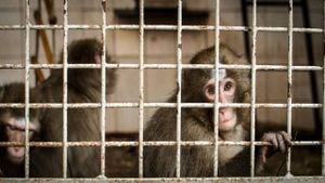 A diferencia de esta imagen, los primates en el zoológico nipón mencionado están en jaulas separadas.