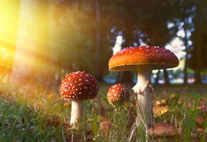 Quintessential red mushroom (Amanita muscaria) often seen in children fairy-tale books, in bright golden light on grass ground in the woods with golden maple leaves around.