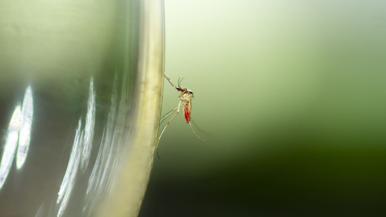 Los mosquitos son los principales transmisores del dengue.