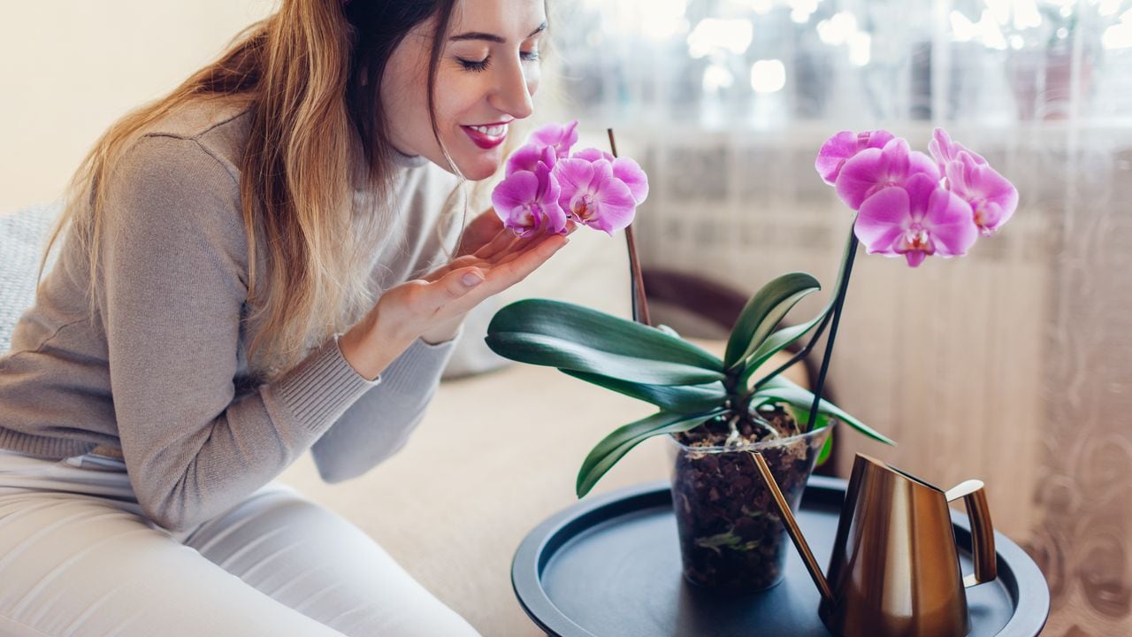 Aprenda cómo cuidar las orquídeas en el hogar con estos 5 consejos infalibles.